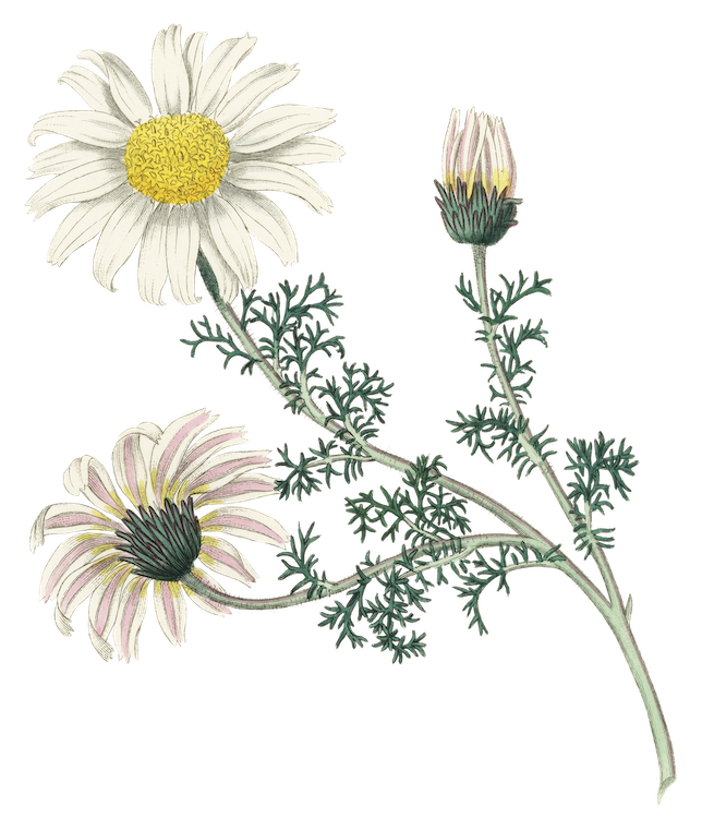 Chamomille