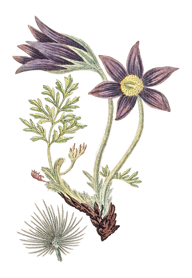 Pulsatilla
